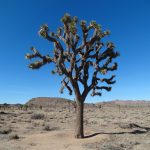 Joshua Tree