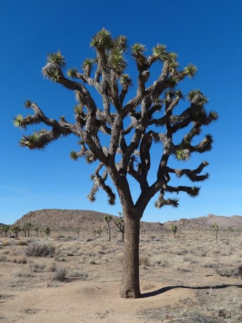 Joshua Tree