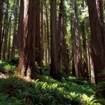 Jedediah Smith redwoods