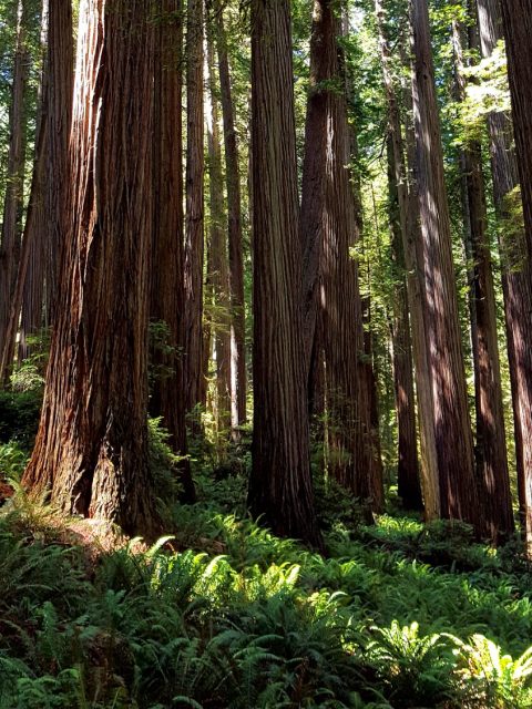 Jedediah Smith redwoods