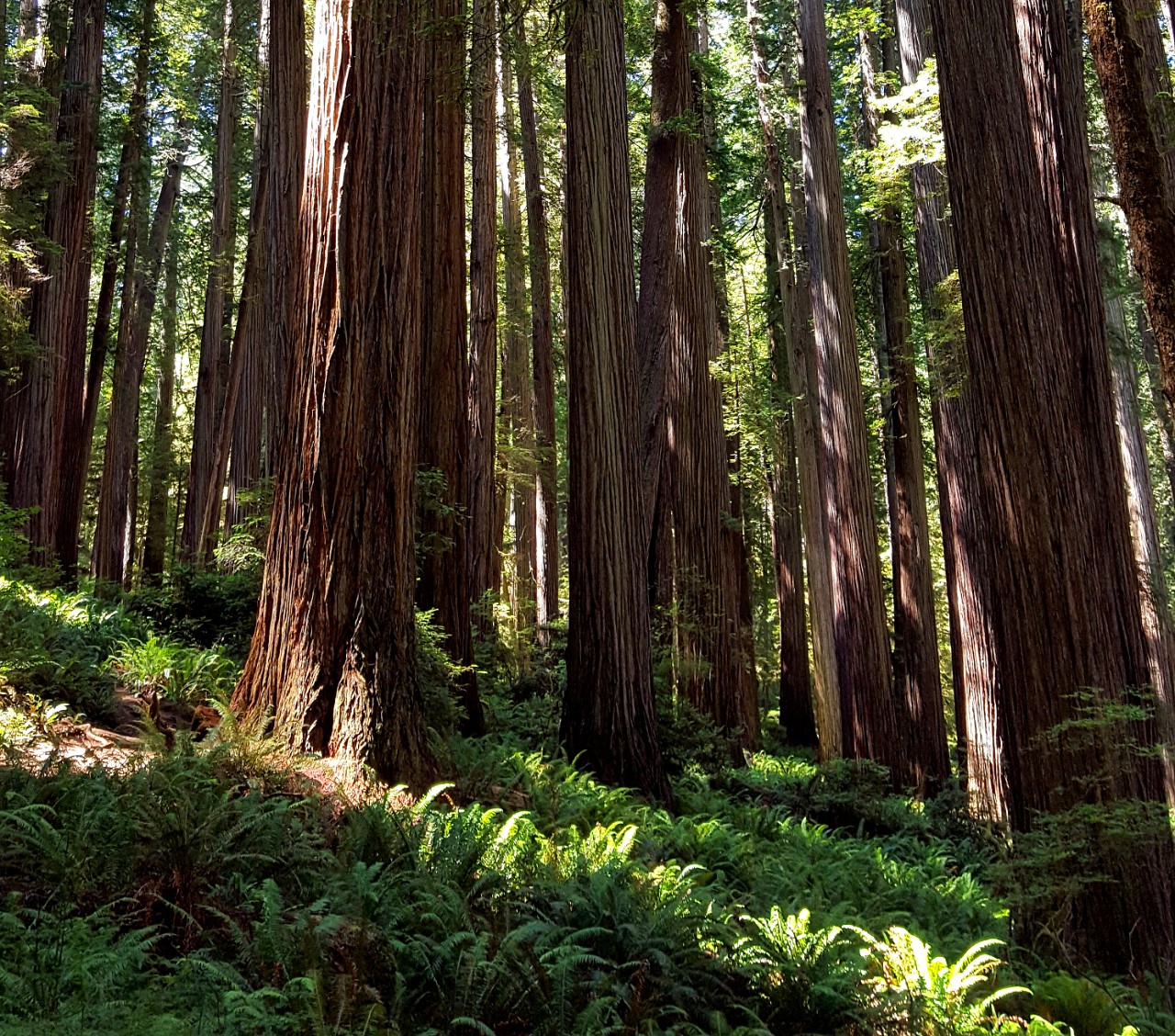 Jedediah Smith redwoods